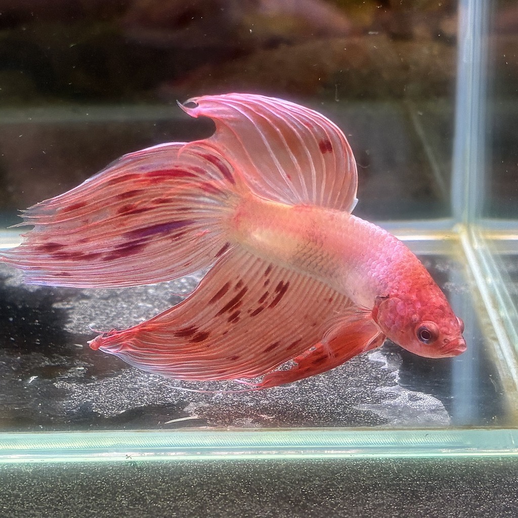 ベタ ベールテール オス アルマゲドン 02M0801-016 生体 熱帯魚 トラディショナル_画像1