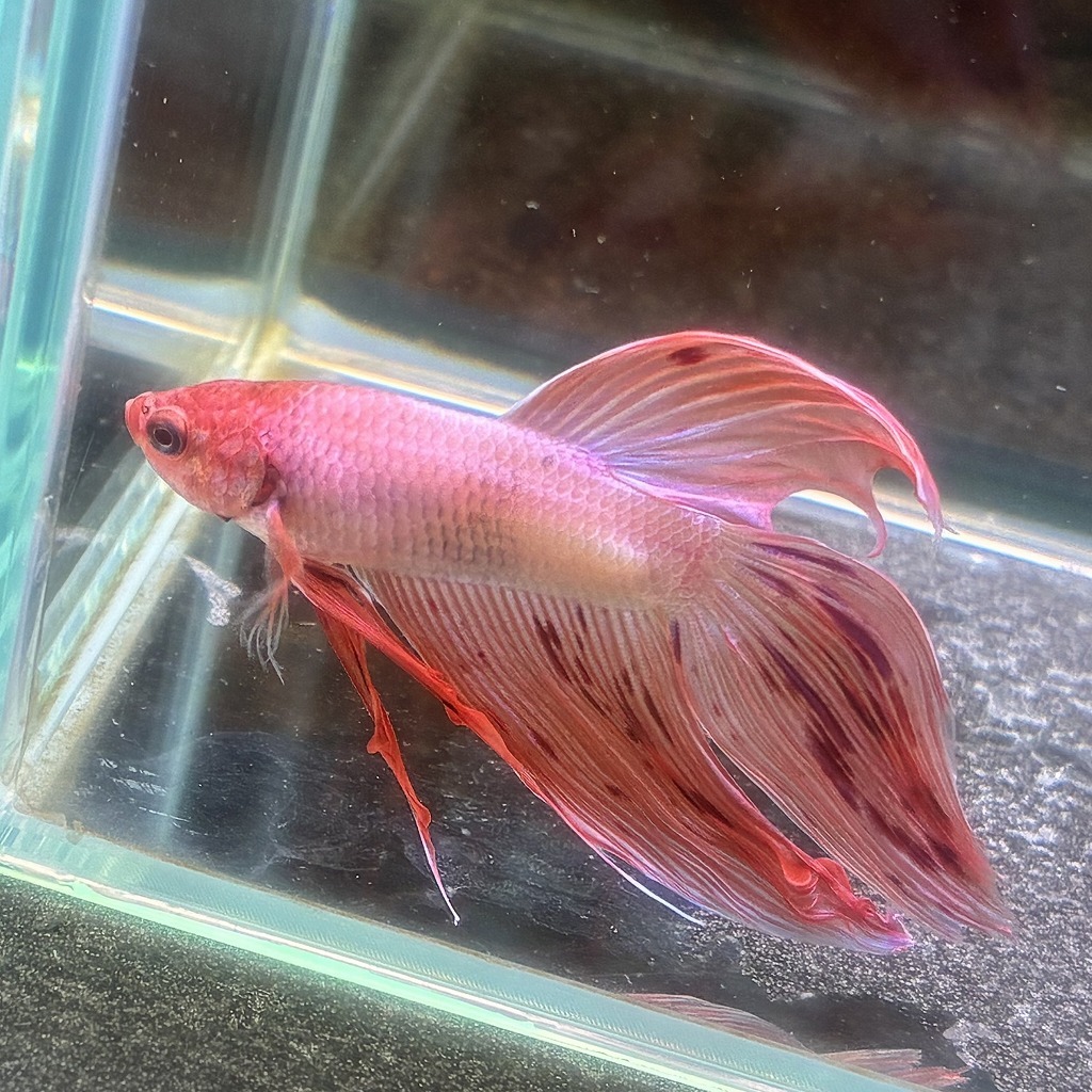 ベタ ベールテール オス アルマゲドン 02M0801-016 生体 熱帯魚 トラディショナル_画像2