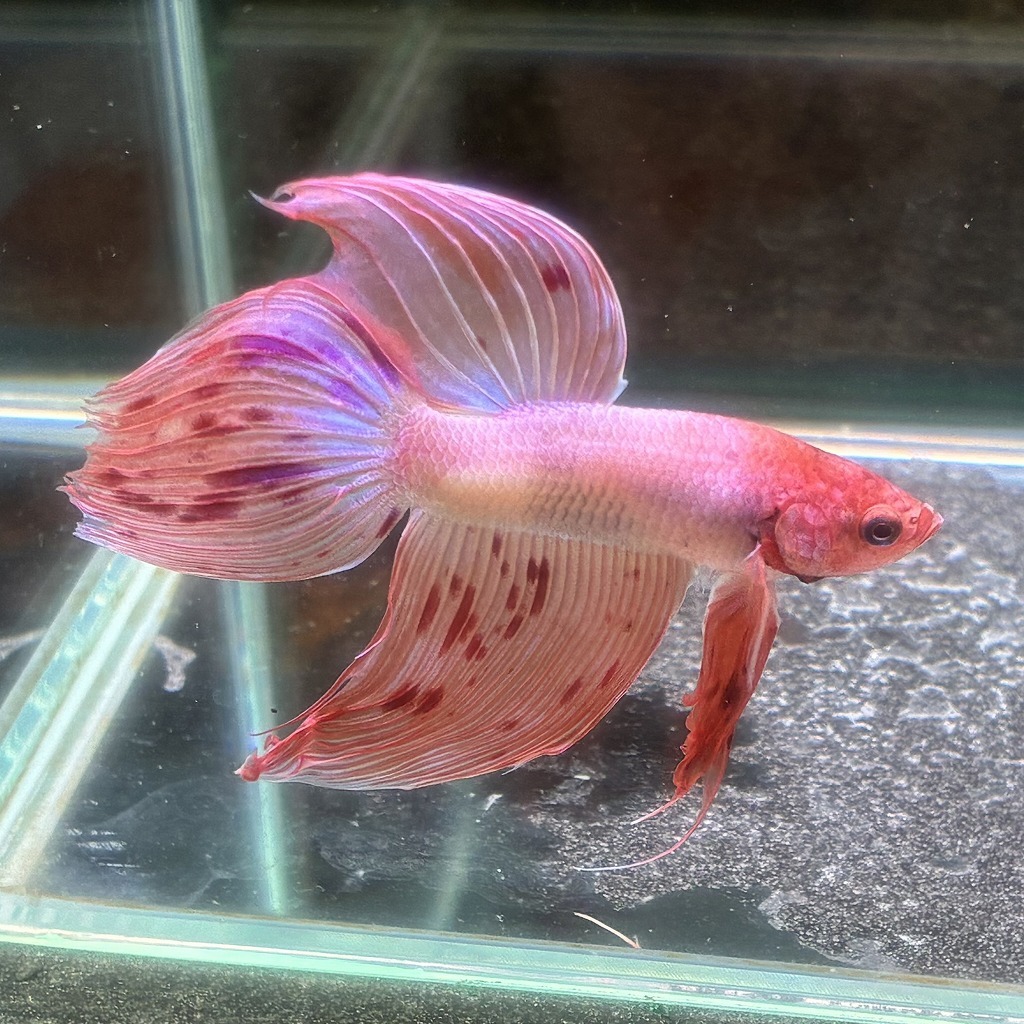 ベタ ベールテール オス アルマゲドン 02M0801-016 生体 熱帯魚 トラディショナル_画像3