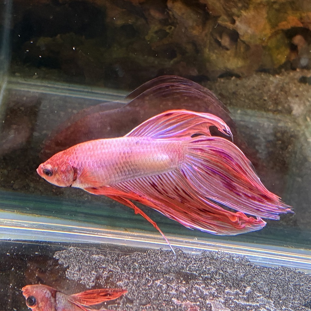 ベタ ベールテール オス アルマゲドン 02M0801-016 生体 熱帯魚 トラディショナル_画像4