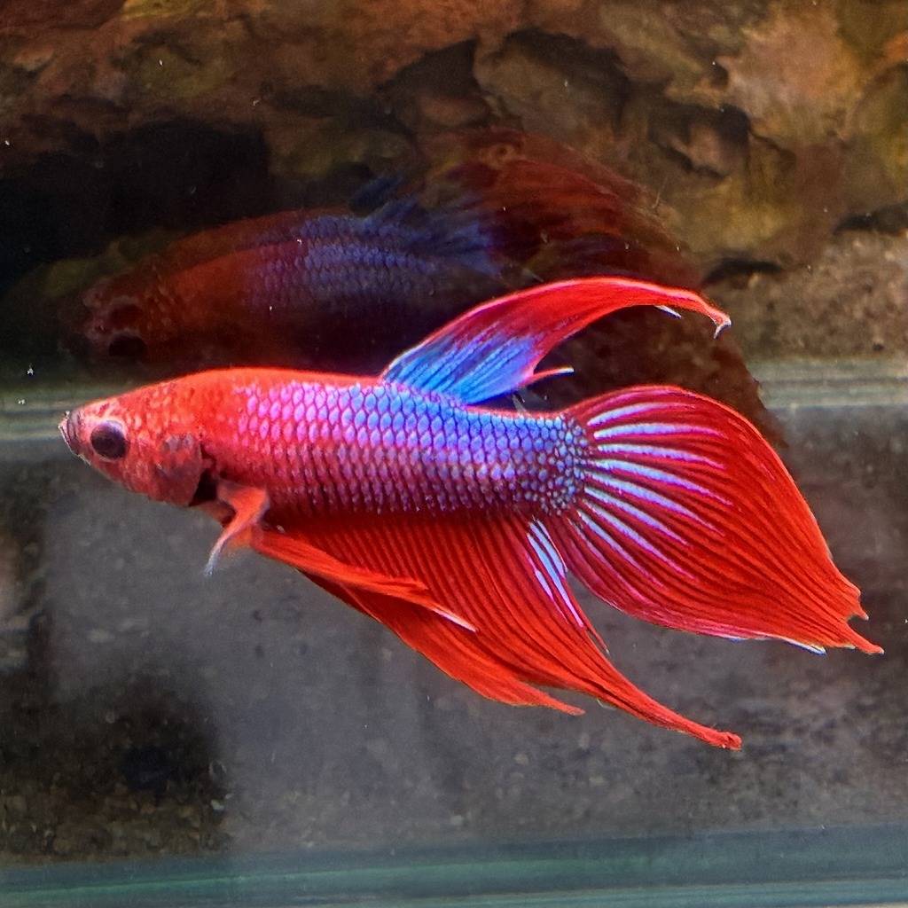 ベタ　ベールテール　オス　ファンシー　02M0801-015　生体　熱帯魚　トラディショナル_画像1