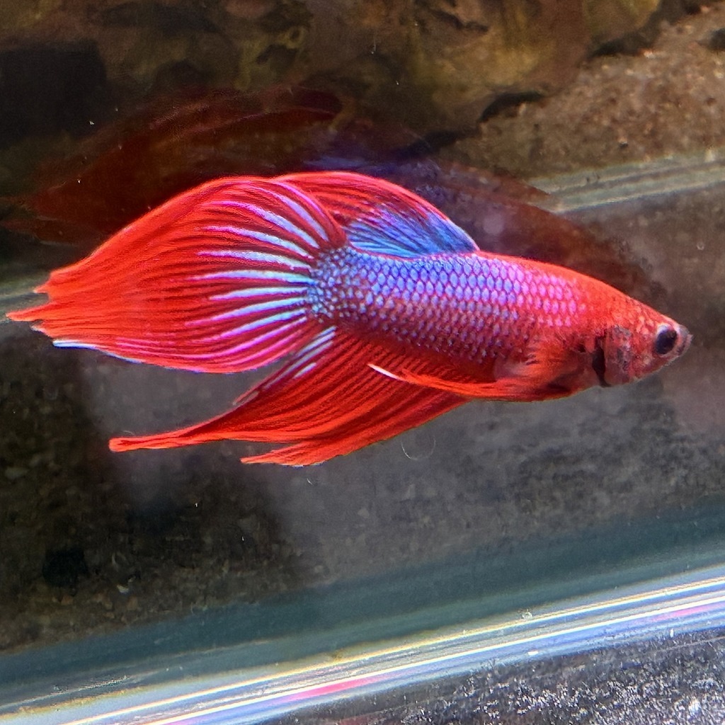 ベタ　ベールテール　オス　ファンシー　02M0801-015　生体　熱帯魚　トラディショナル_画像2