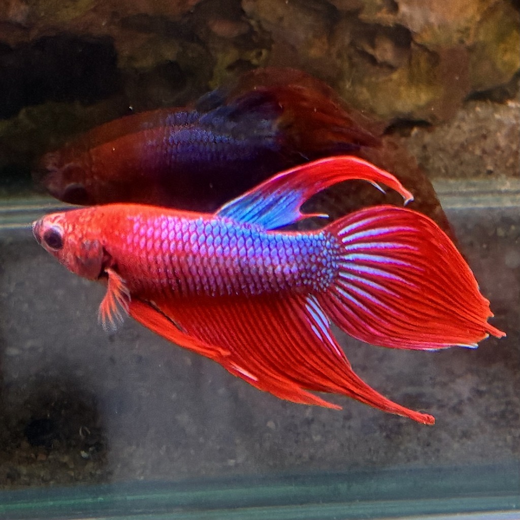 ベタ　ベールテール　オス　ファンシー　02M0801-015　生体　熱帯魚　トラディショナル_画像3