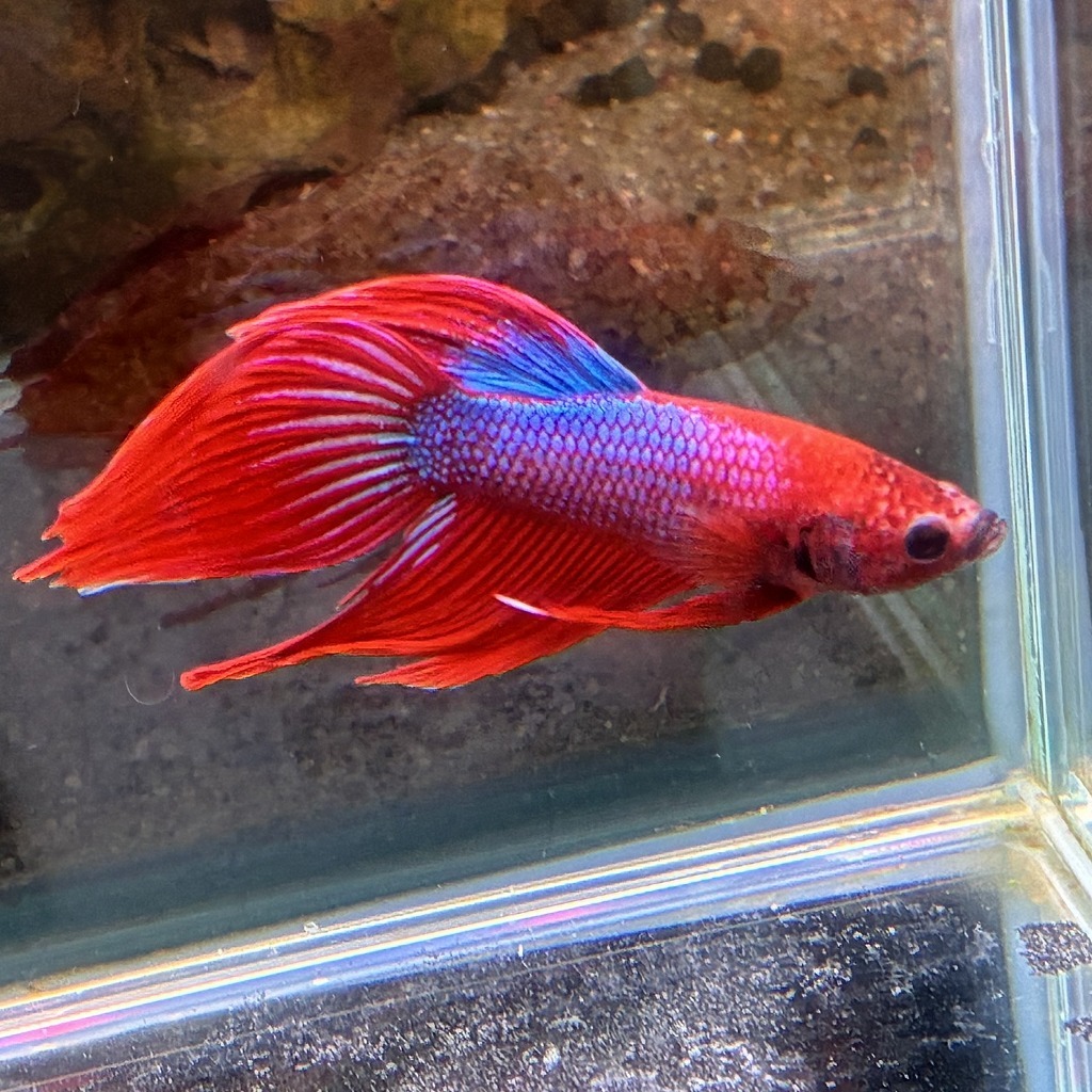 ベタ　ベールテール　オス　ファンシー　02M0801-015　生体　熱帯魚　トラディショナル_画像4