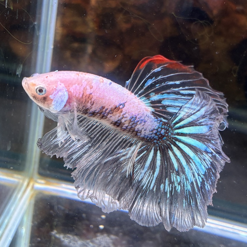 熱帯魚　ショーベタ　オス　ファンシー　03M0801-090　生体　ハーフムーン_画像2