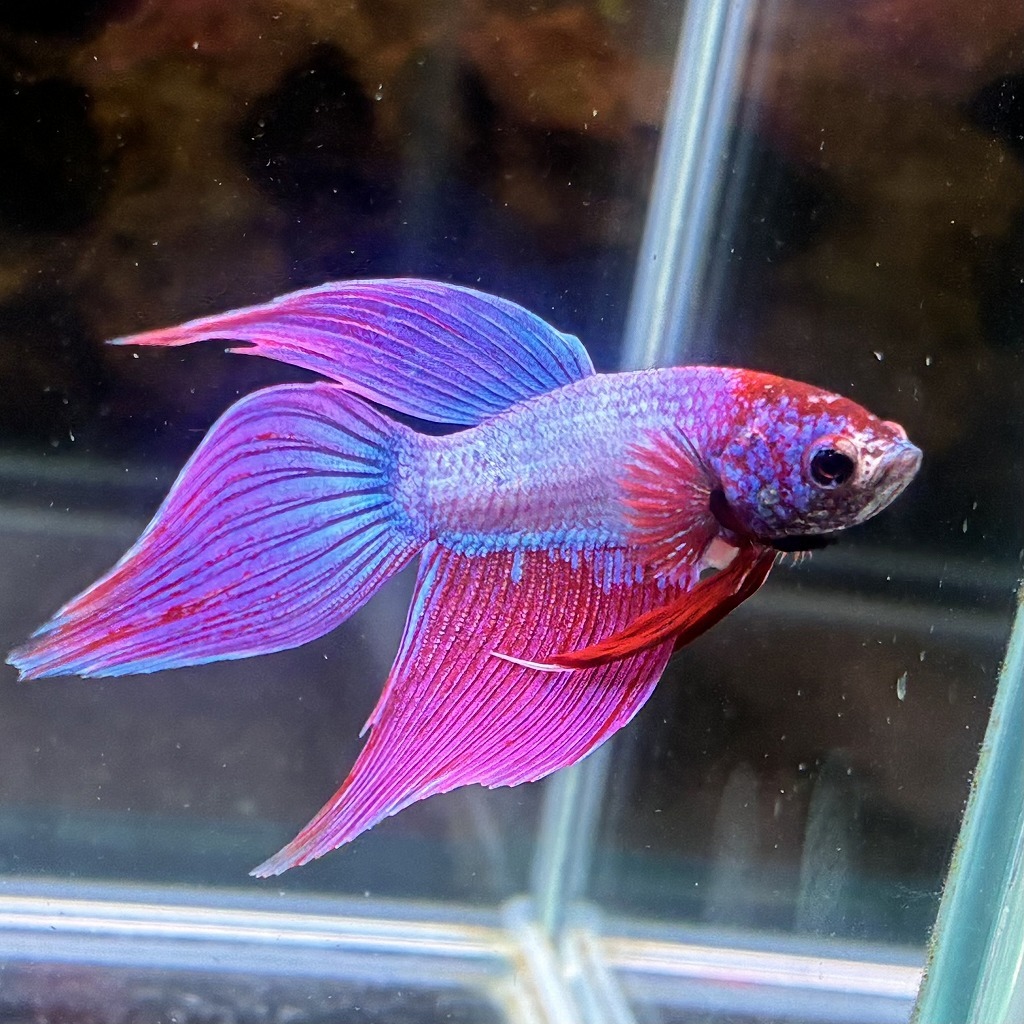 ベタ　ベールテール　オス　ファンシー　02M0801-013　生体　熱帯魚　トラディショナル_画像2