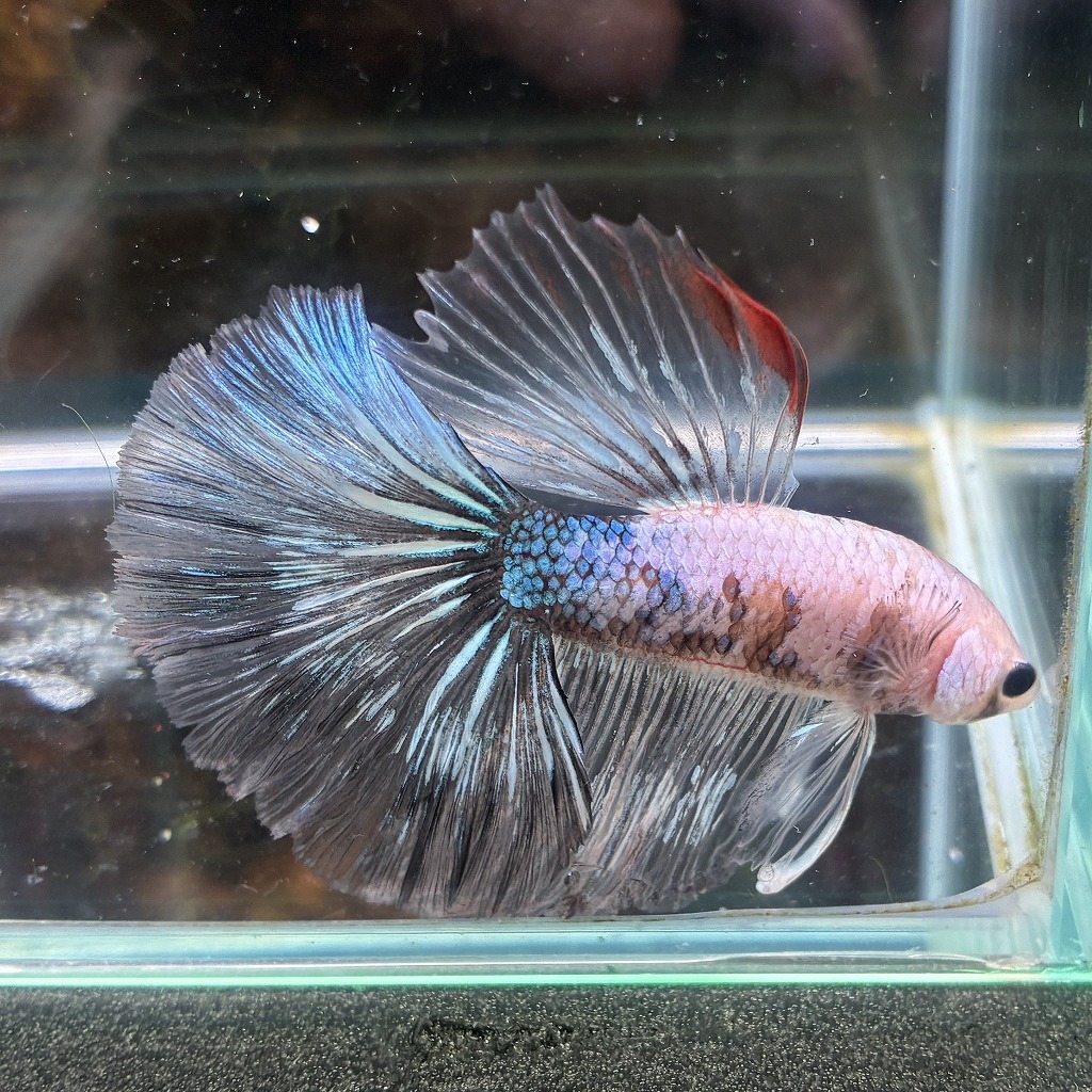 熱帯魚　ショーベタ　オス　ファンシー　03M0801-090　生体　ハーフムーン_画像3