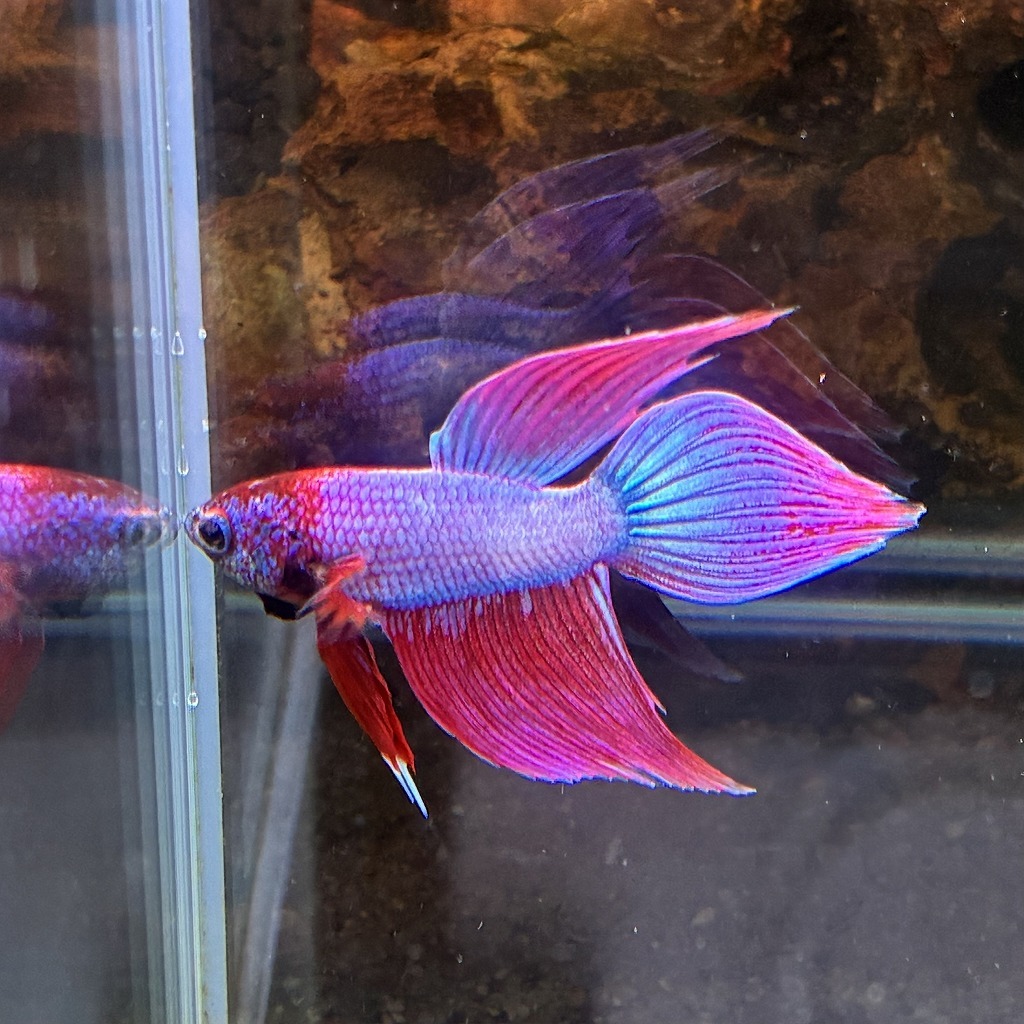 ベタ　ベールテール　オス　ファンシー　02M0801-013　生体　熱帯魚　トラディショナル_画像3