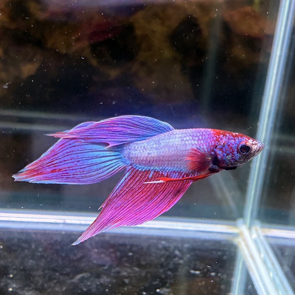 ベタ　ベールテール　オス　ファンシー　02M0801-013　生体　熱帯魚　トラディショナル_画像4