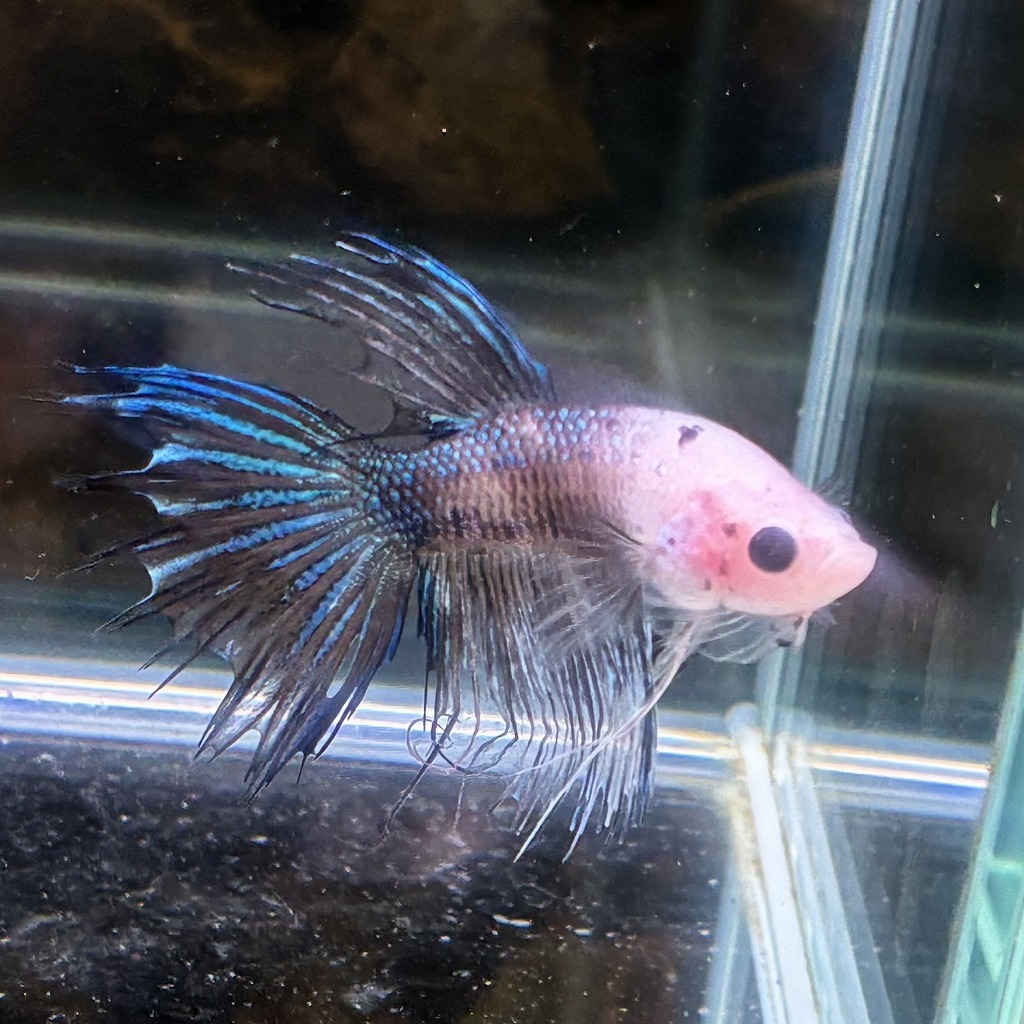 ベタ　クラウンテール　オス　ファンシー　01M0801-004　熱帯魚　生体_画像2