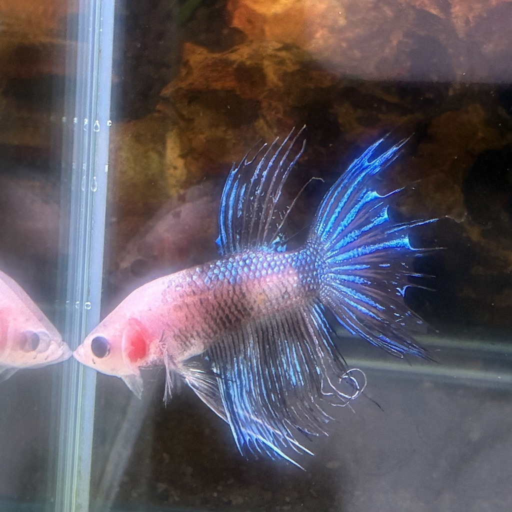 ベタ　クラウンテール　オス　ファンシー　01M0801-004　熱帯魚　生体_画像3