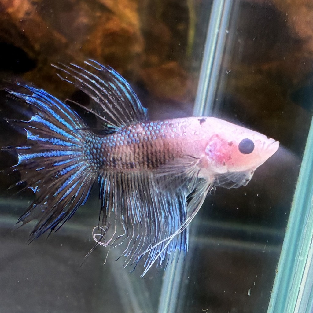 ベタ　クラウンテール　オス　ファンシー　01M0801-004　熱帯魚　生体_画像4