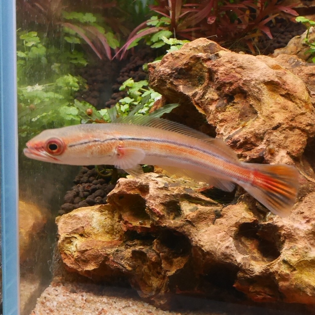 熱帯魚　レッドスネークヘッド　JAMBI産　1匹　約10-12cm ※雄雌のご指定不可　アナバス_画像5