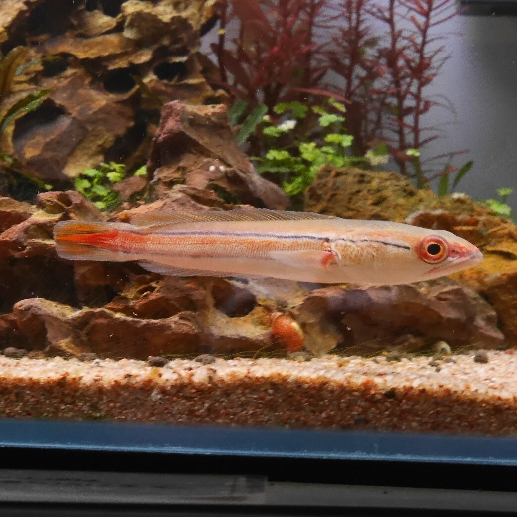 熱帯魚　レッドスネークヘッド　JAMBI産　1匹　約10-12cm ※雄雌のご指定不可　アナバス_画像4