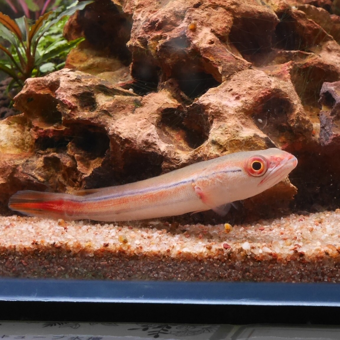 熱帯魚　レッドスネークヘッド　JAMBI産　1匹　約10-12cm ※雄雌のご指定不可　アナバス_画像2