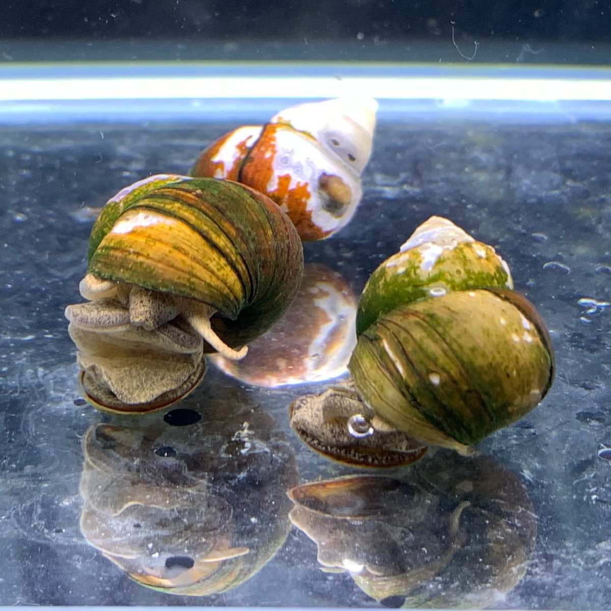 タニシ　20匹　※サイズ指定不可　貝　コケ対策　水質浄化　アオコ対策　メンテナンス生体_画像1