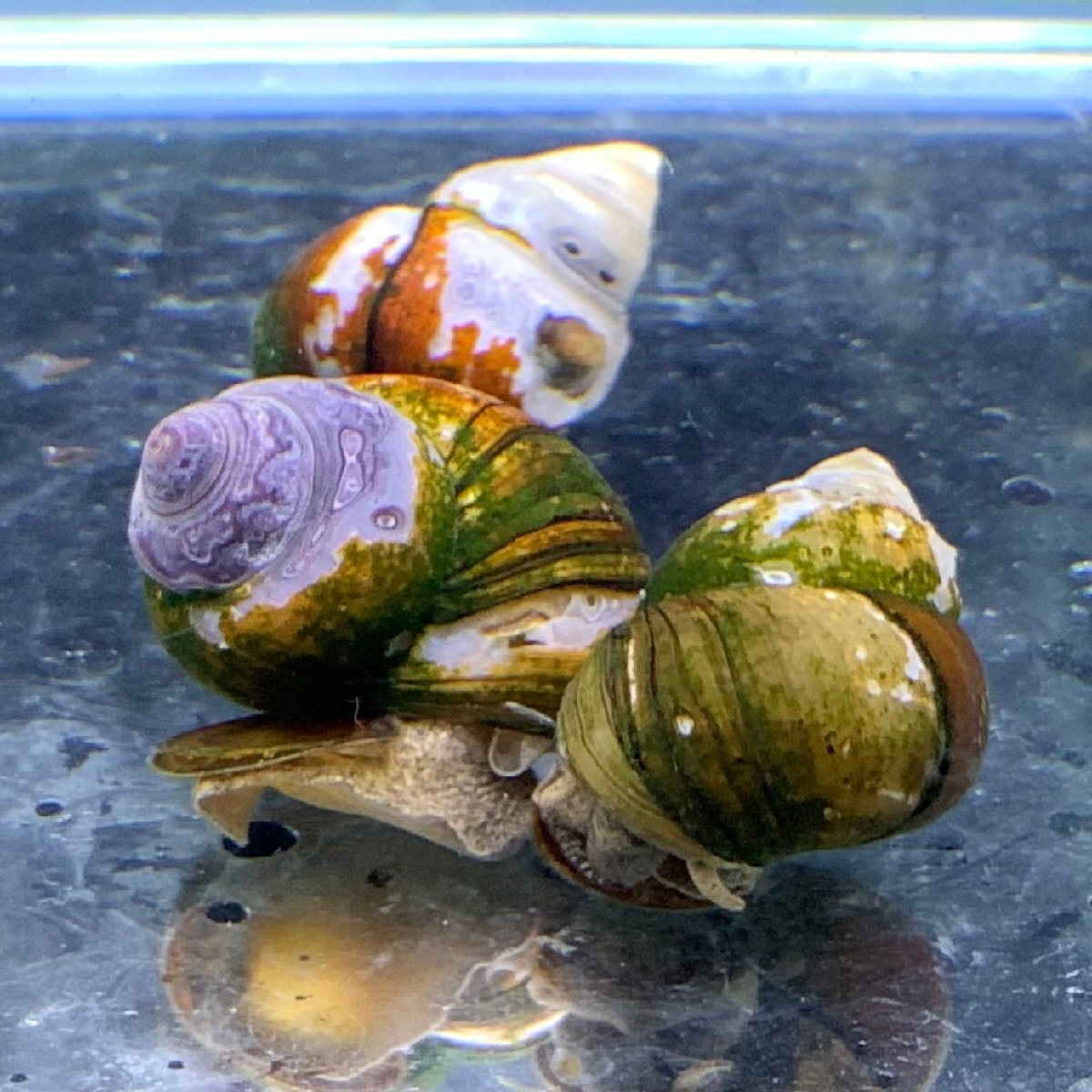 タニシ　20匹　※サイズ指定不可　貝　コケ対策　水質浄化　アオコ対策　メンテナンス生体_画像2