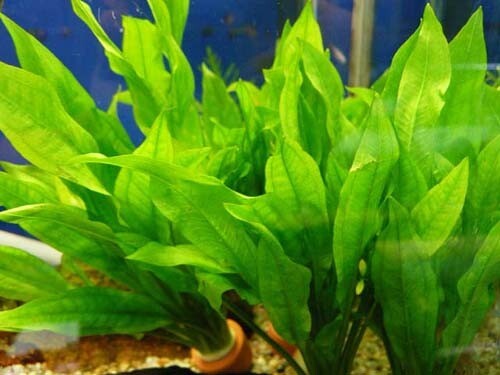 水草　アマゾンソード　2株　※バラ売り水草は4点まで同梱可能（ネコポス）_画像1