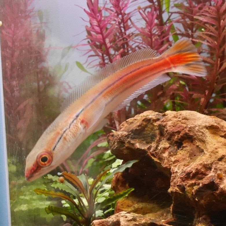 熱帯魚　レッドスネークヘッド　JAMBI産　1匹　約10-12cm ※雄雌のご指定不可　アナバス_画像1