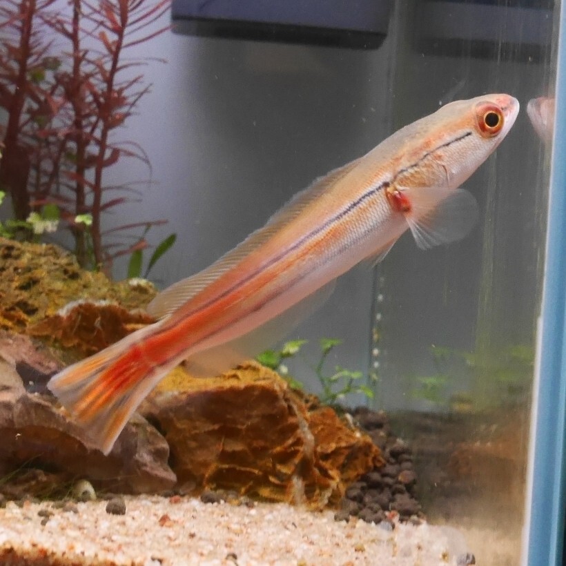 熱帯魚　レッドスネークヘッド　JAMBI産　1匹　約10-12cm ※雄雌のご指定不可　アナバス_画像6