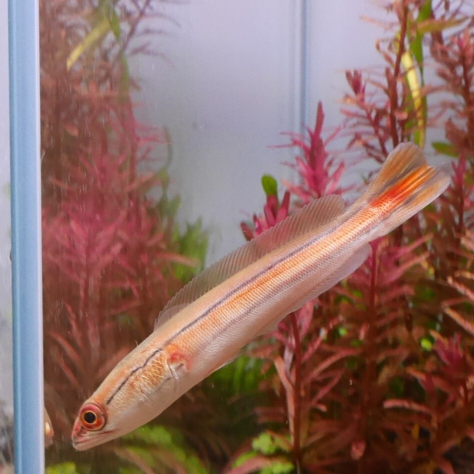 熱帯魚　レッドスネークヘッド　JAMBI産　1匹　約10-12cm ※雄雌のご指定不可　アナバス_画像3