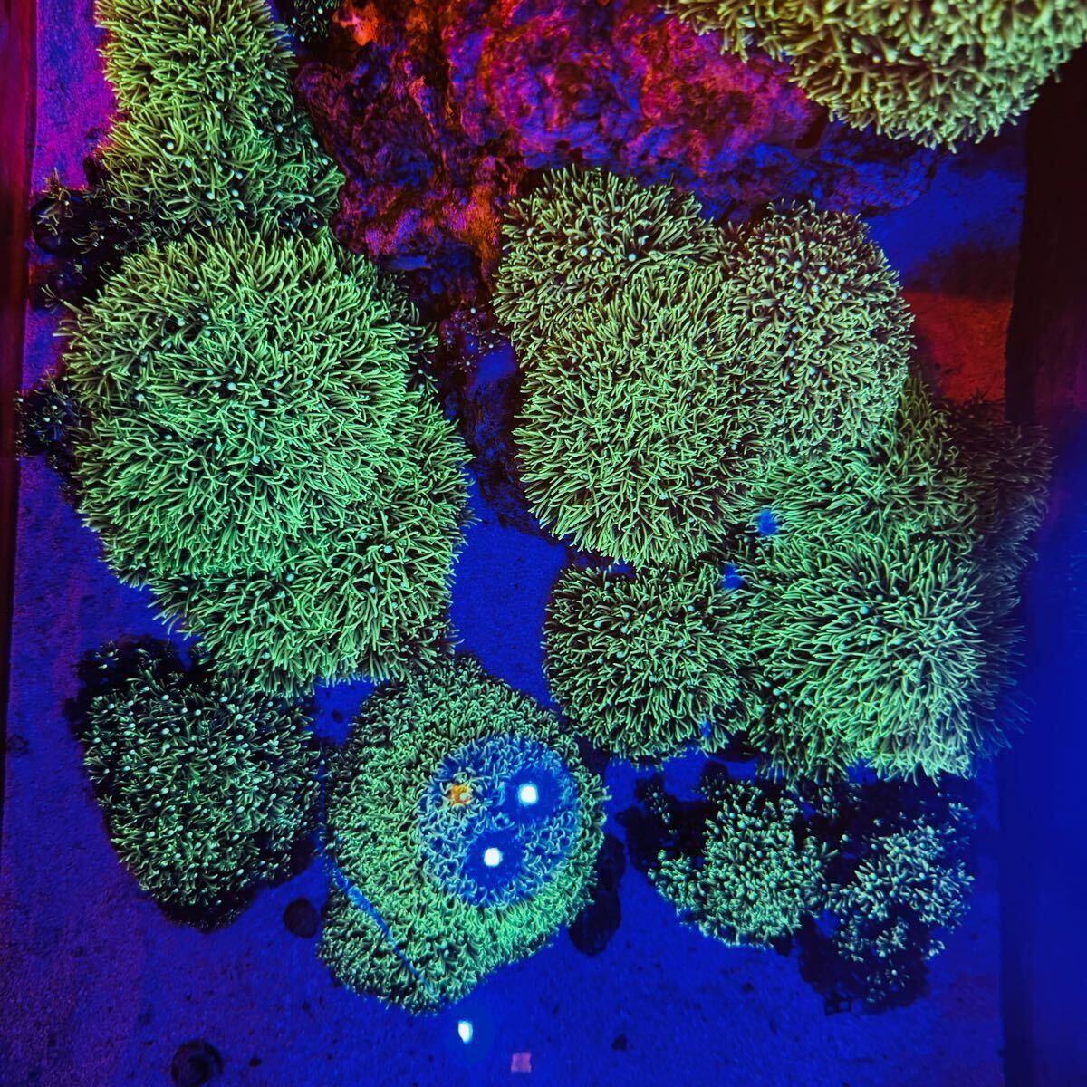 5cm〜 スターポリプ スーパーメタリックグリーン フラグサンゴ スタポ_画像3