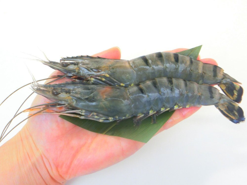 【Max】有頭ブラックタイガー35尾 1級品 業務用 35本入り 有頭海老　冷凍_画像8