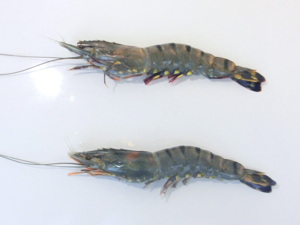 【Max】☆有頭ブラックタイガー35尾 業務用 1級品 お買い得価格　えび　冷凍海老_画像7