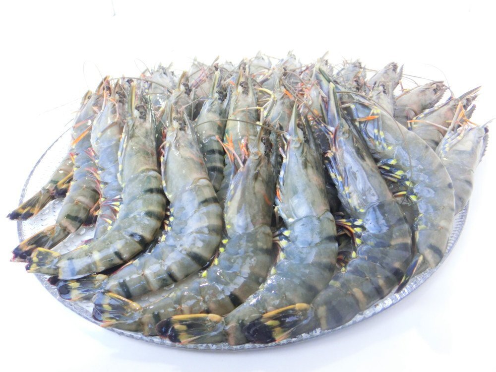 【Max】☆有頭ブラックタイガー35尾 業務用 1級品 お買い得価格　えび　冷凍海老_画像10