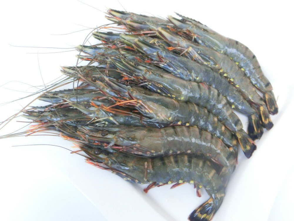 【Max】☆有頭ブラックタイガー35尾 業務用 1級品 お買い得価格　えび　冷凍海老_画像9