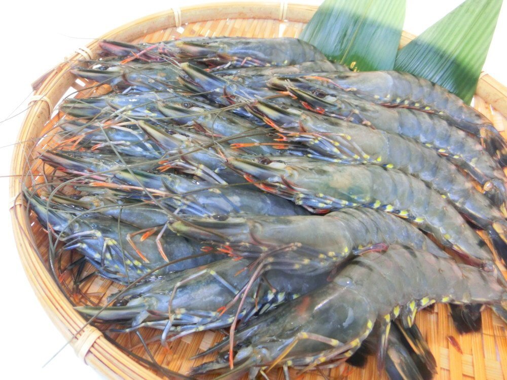 【Max】有頭ブラックタイガー35尾 1級品 業務用 35本入り 有頭海老　冷凍_画像10