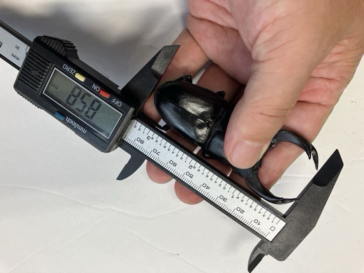 C-002 производство яйцо дерево B*C класс супер мягкость .~.. дуб конара 18шт.@( Iwate префектура производство ) сервис есть 