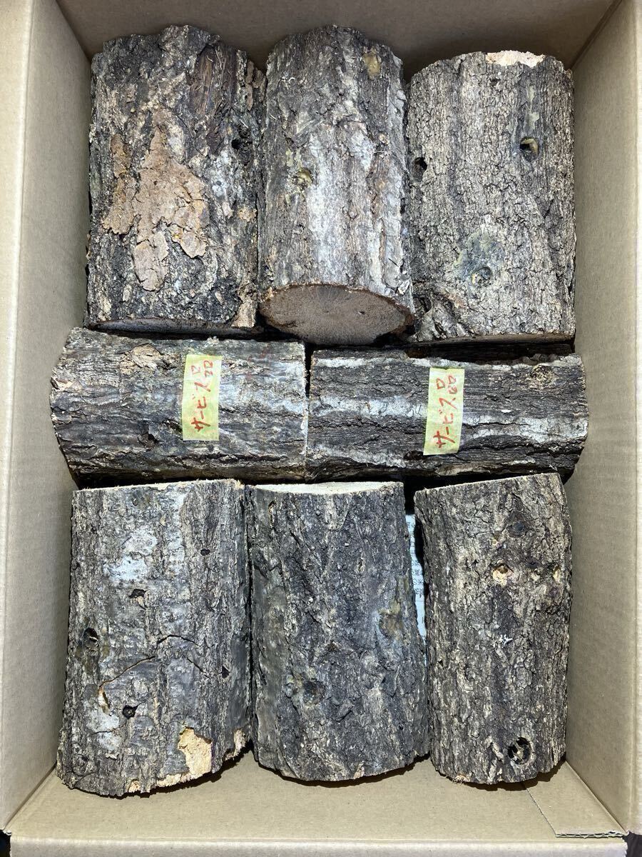 C-002 производство яйцо дерево B*C класс супер мягкость .~.. дуб конара 18шт.@( Iwate префектура производство ) сервис есть 