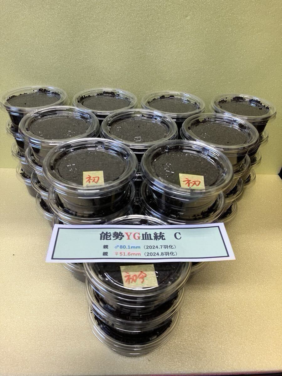 C-002 производство яйцо дерево B*C класс супер мягкость .~.. дуб конара 18шт.@( Iwate префектура производство ) сервис есть 