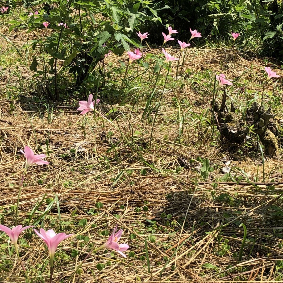 ピンクのゼフィランサスの球根　10球_画像5