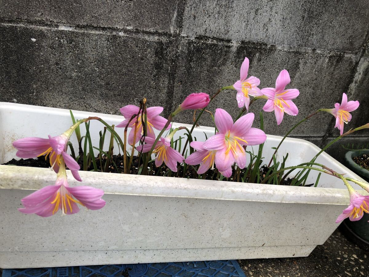 ピンクのゼフィランサスの球根　10球_画像6