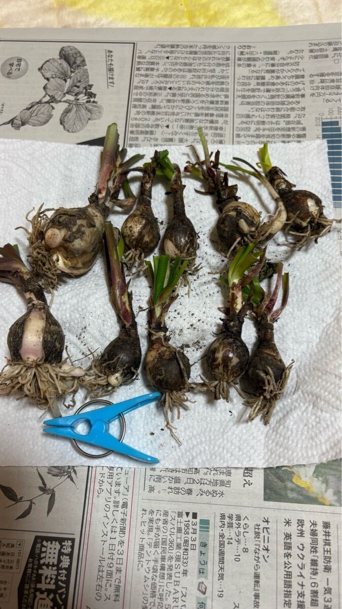 ピンクのゼフィランサスの球根　10球_画像2