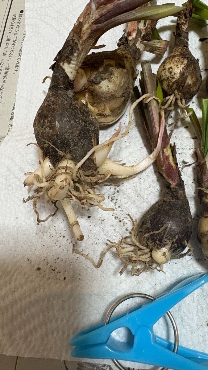 ピンクのゼフィランサスの球根　10球_画像3