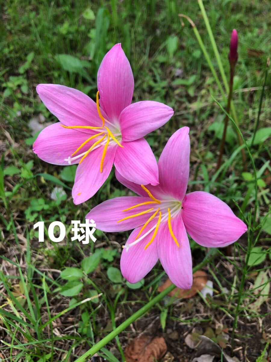 ピンクのゼフィランサスの球根　10球_画像1