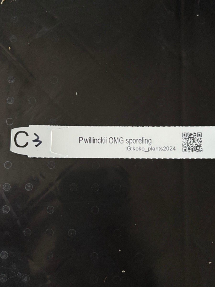 C3 P.Willinckii OMG sporeling довольно большой размер 