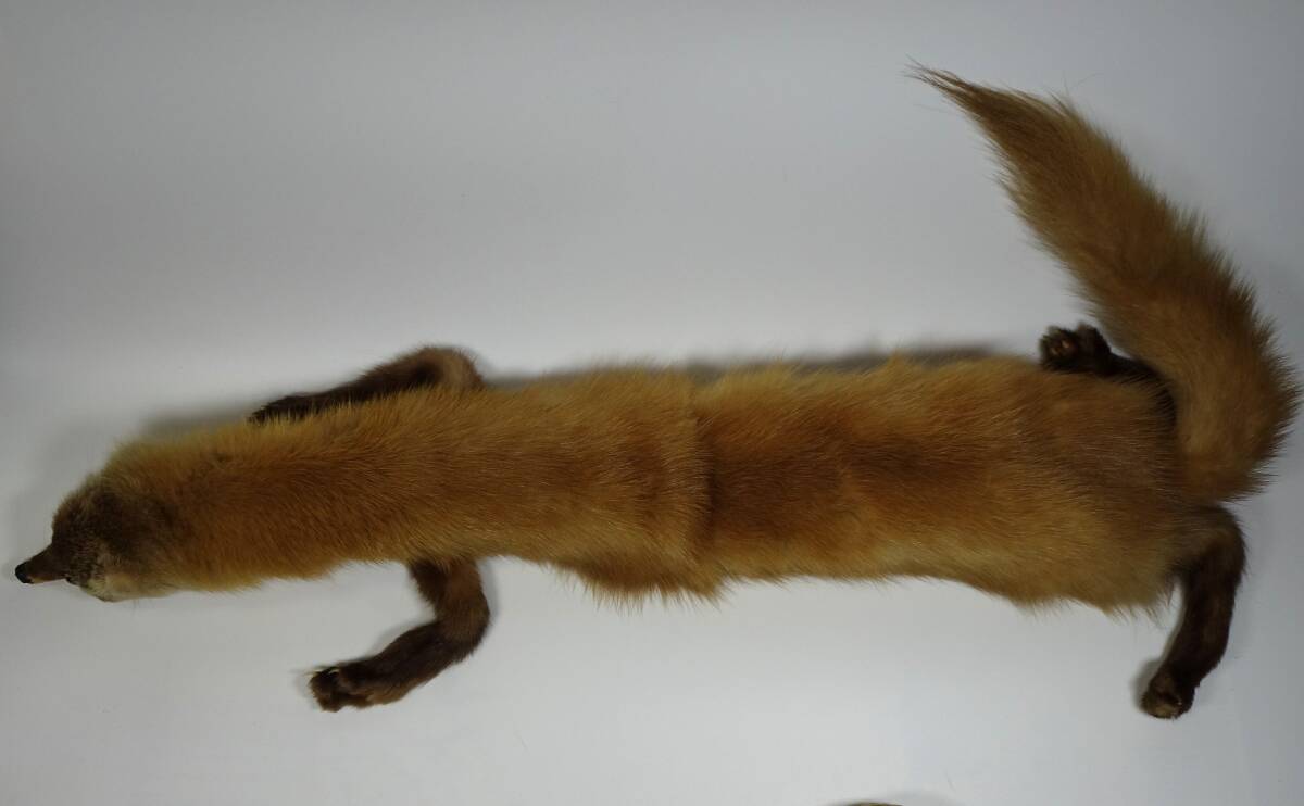 テン　襟巻き_画像4