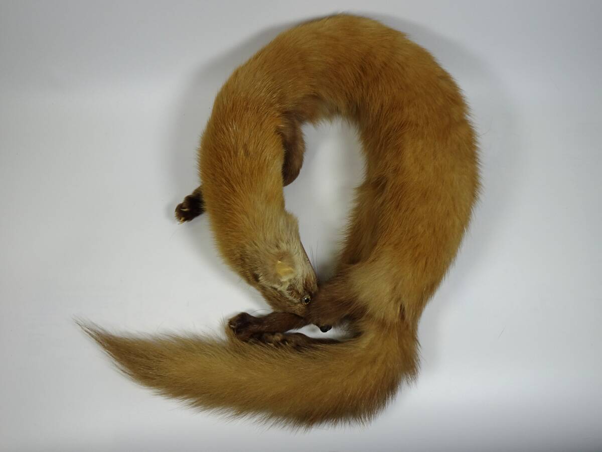 テン　襟巻き_画像3