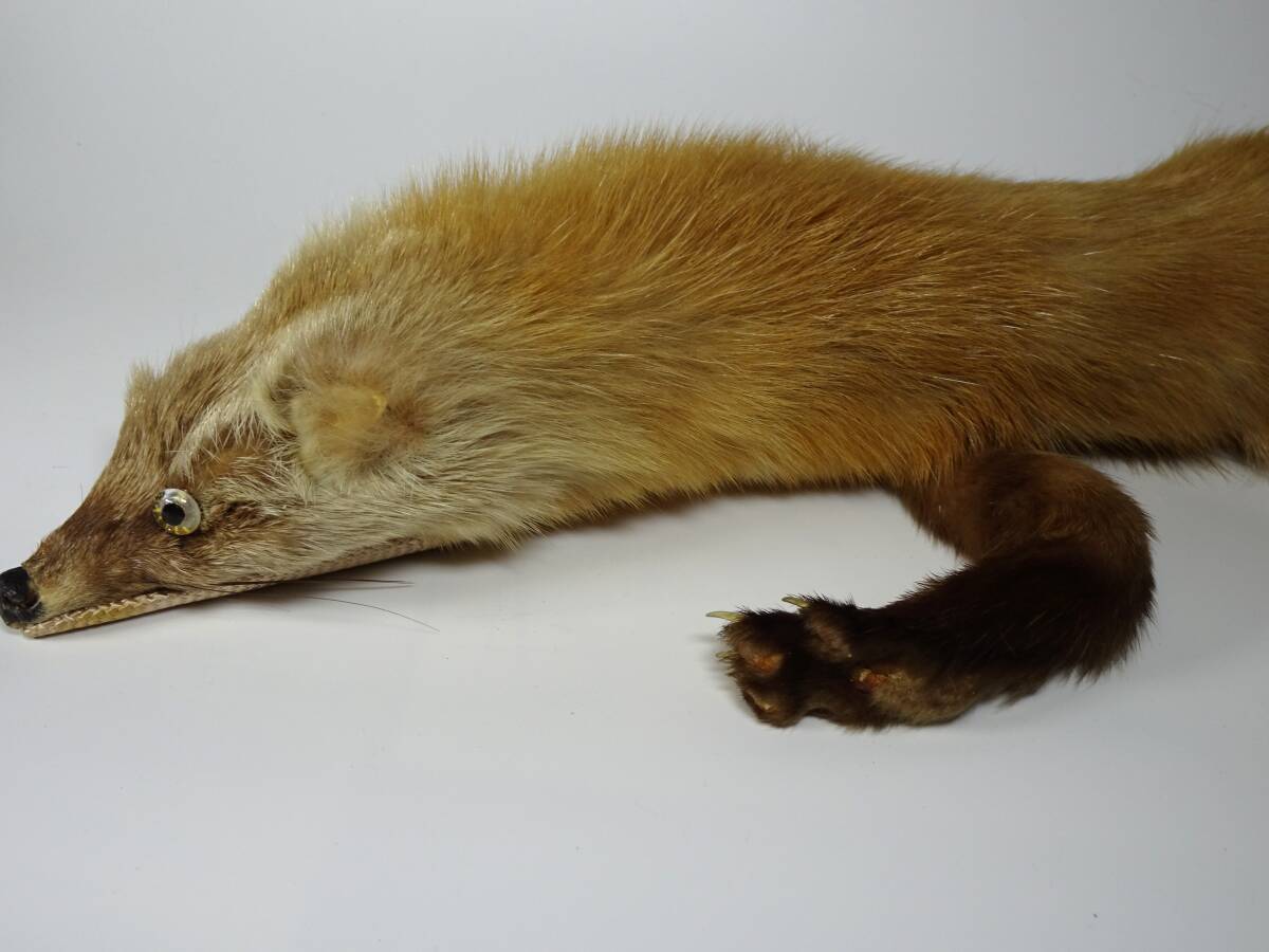 テン　襟巻き_画像5