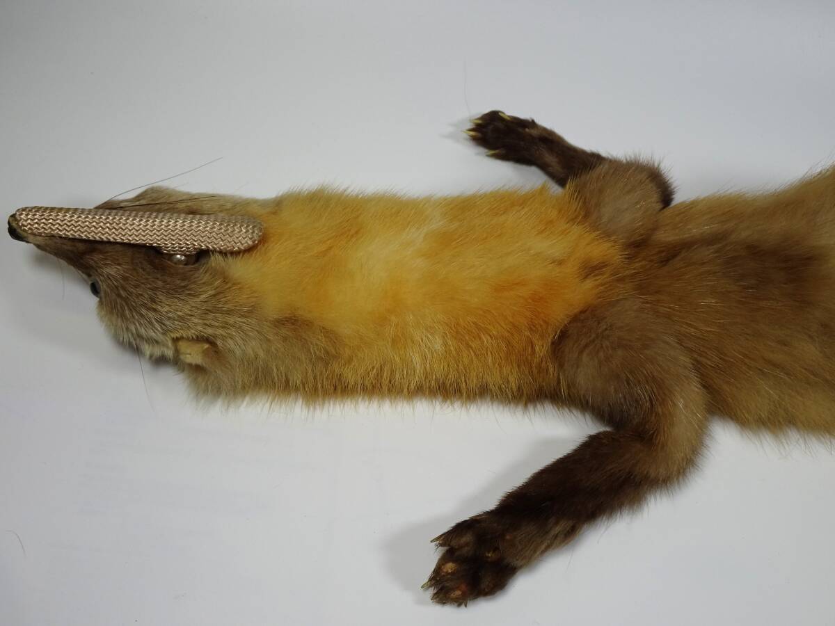 テン　襟巻き_画像7