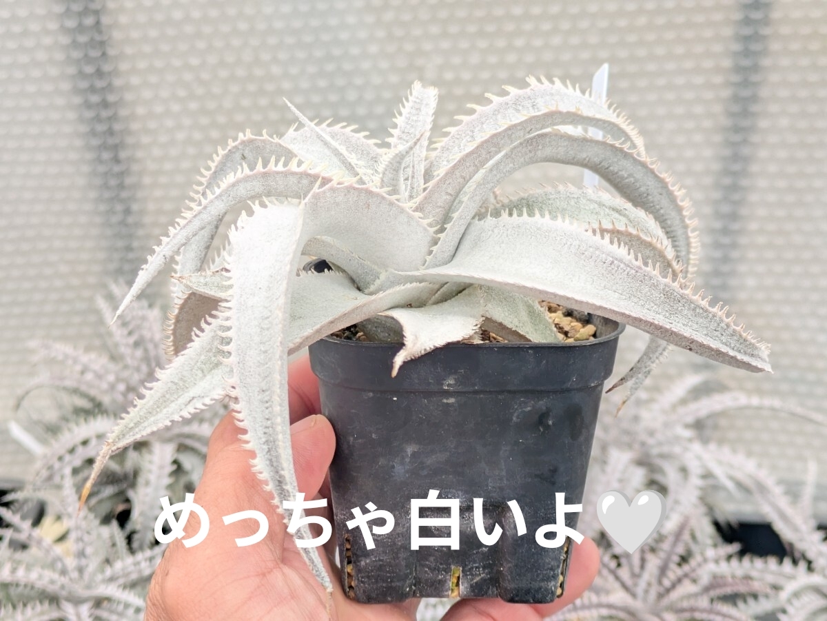 ⑪do* белый do* широкий!do*....!ti Kia MLSWL marnier lapostollei super wide leaf Marni L la post Ray * super широкий leaf 