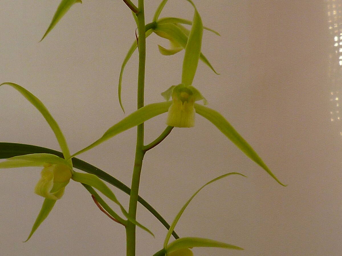 ☆寒蘭　　土佐寒蘭　素心花　（蛍雪） 　４本　中木　吹かし苗　山野草　春蘭☆_画像2