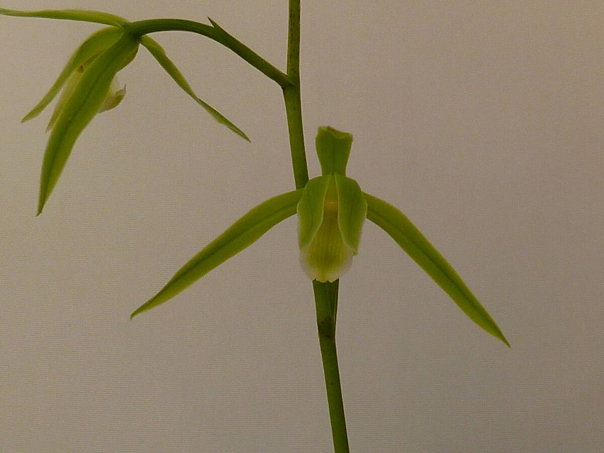 ☆寒蘭　　土佐寒蘭　素心花　（蛍雪） 　４本　中木　吹かし苗　山野草　春蘭☆_画像1