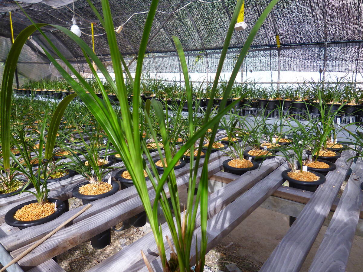 ☆寒蘭　　土佐寒蘭　素心花　（蛍雪） 　４本　中木　吹かし苗　山野草　春蘭☆_画像4