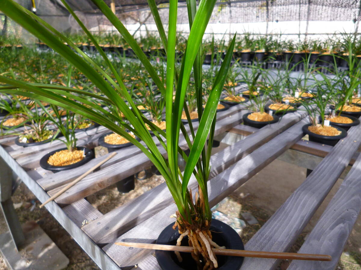 ☆寒蘭　　土佐寒蘭　素心花　（蛍雪） 　４本　中木　吹かし苗　山野草　春蘭☆_画像5