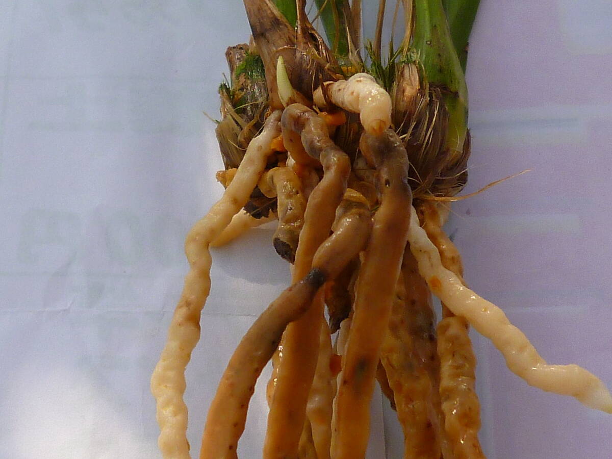 ☆寒蘭　　土佐寒蘭　素心花　（蛍雪） 　４本　中木　吹かし苗　山野草　春蘭☆_画像6